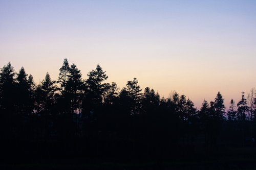 silhouette  tree  woods