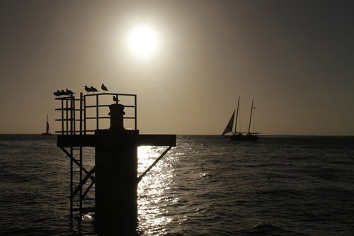 silhouette  sunset  birds