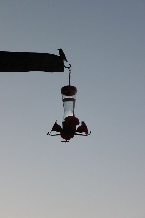 silhouette dusk hummingbird