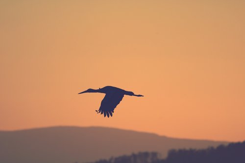 silhouette  bird  stork