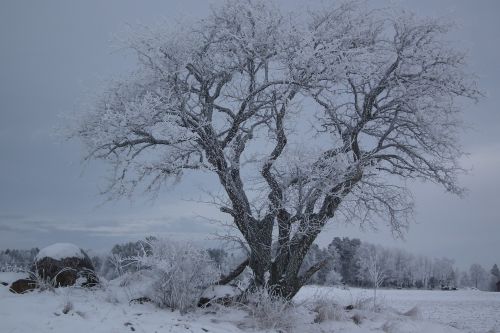 silhouette winter cold