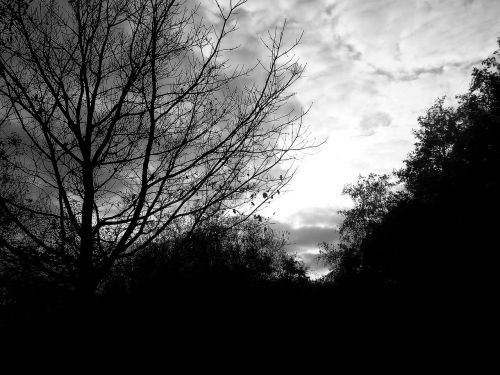 silhouette trees black and white