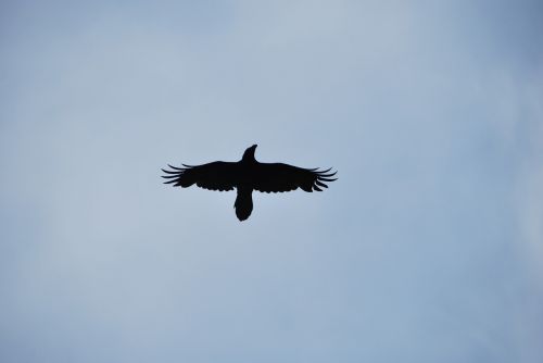 silhouette bird crow