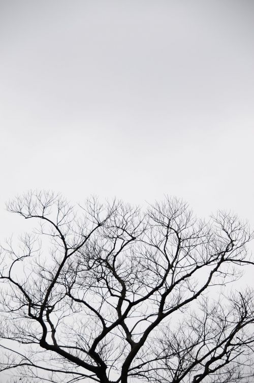 silhouette tree gray