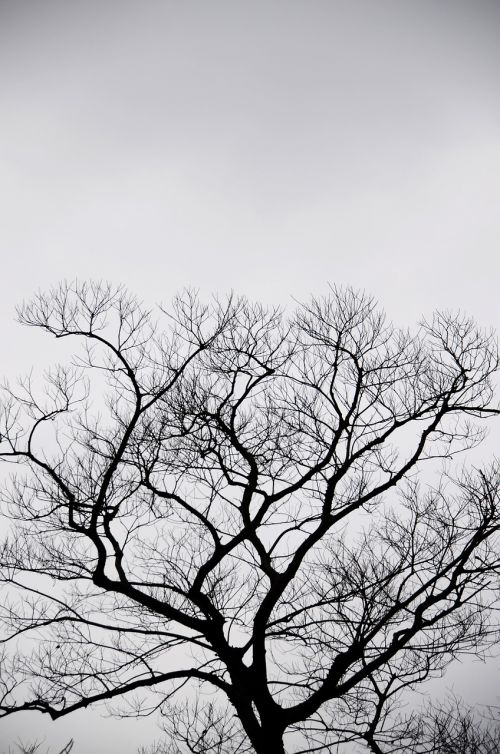silhouette tree gray