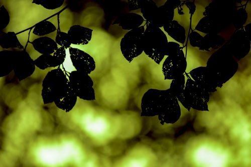 Silhouette Leaves