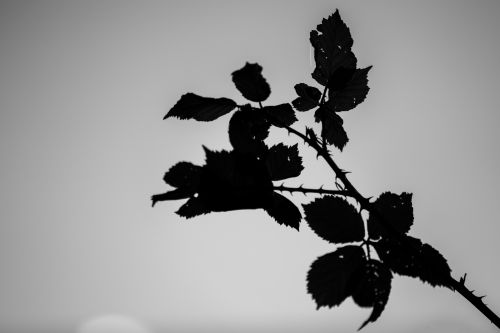 Silhouette Leaves