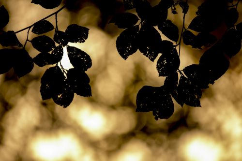Silhouette Leaves