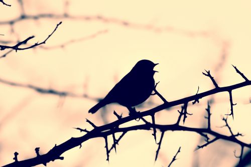 Silhouette Of A Bird On A Branch