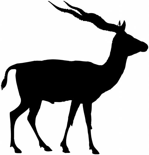 Silhouette Of An Animal