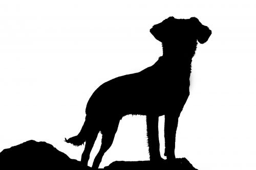 Silhouette Of Dog