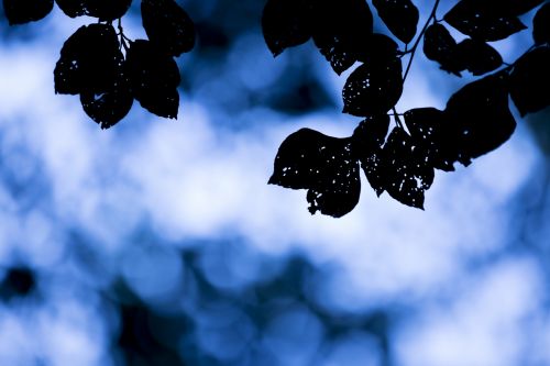 Silhouette Of Leaves