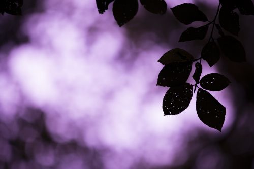 Silhouette Of Leaves