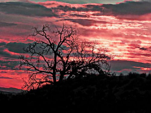 Silhouetted Oak In Sunset