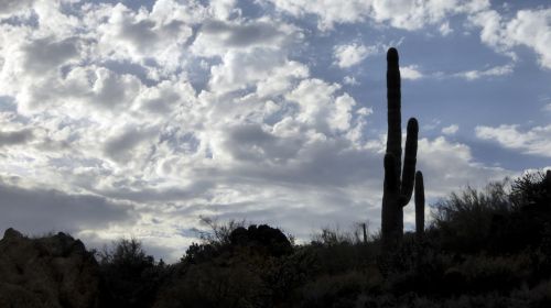 Silhouetted Saguaros
