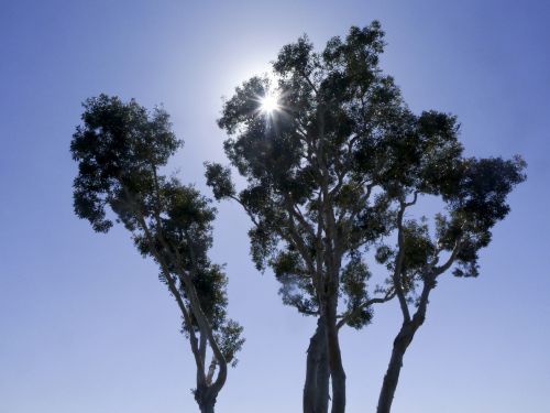 Silhouetted Trees