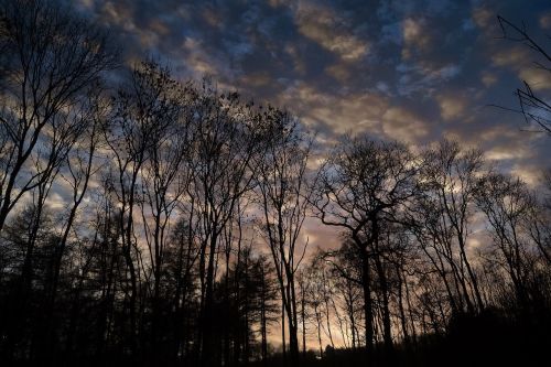 silhouetted trees silhouette landscape