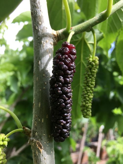 silk worm mulberry