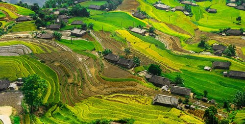 silk  paddy field  rice