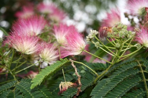 silk acacia pink tree