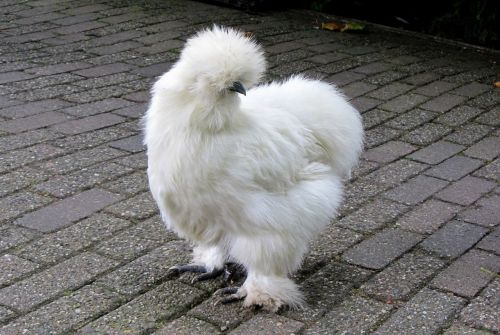 silk fowl coat chicken