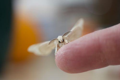 silk moth insect moth