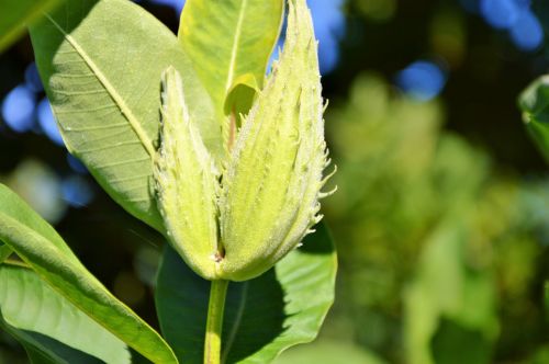 silk plant tubercular silk plant asclepias tuberosa