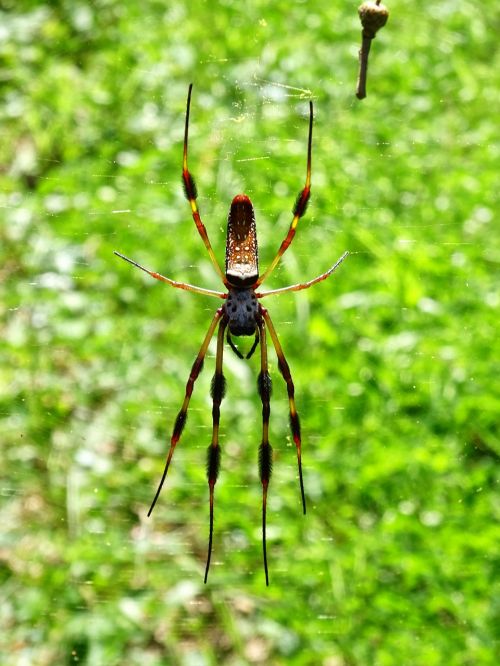 silk spider silk spider