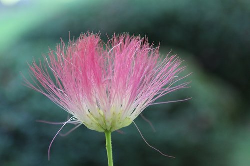 silk tree  albizia julibrissin  japan