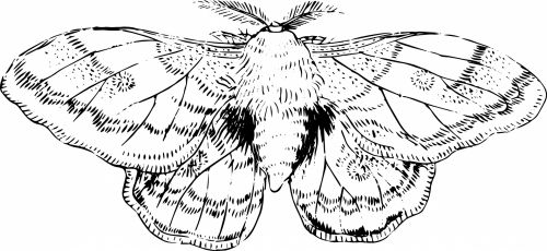 Silk Worm Moth