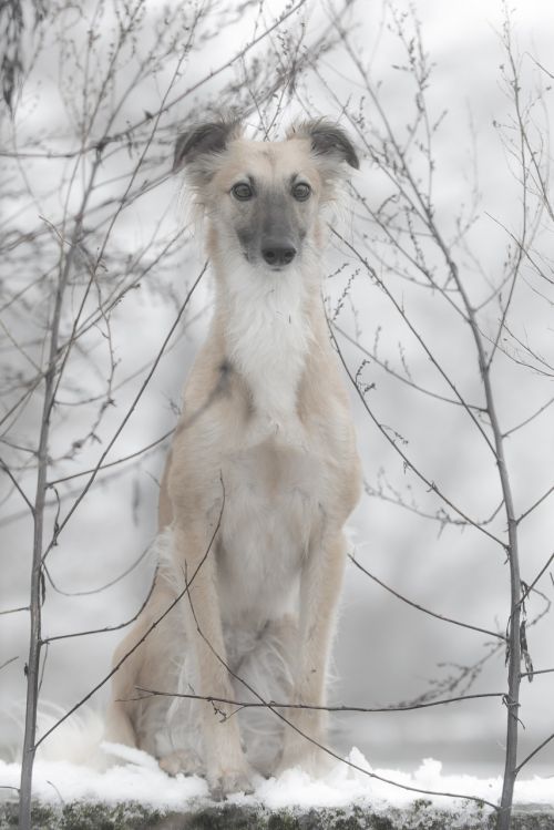 silken wind sprite dog dog in the snow