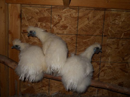 Silkie Chicks