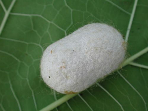silkworm cocoon insect