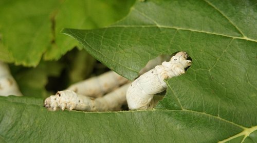 silkworm  summer share in  mulberry