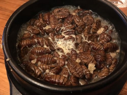 silkworms korean food insect
