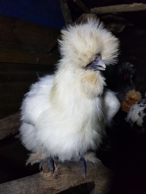 silky bantam chicken