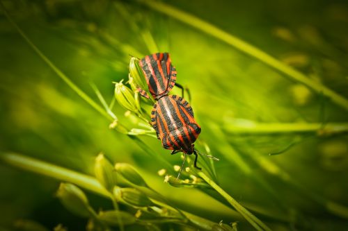silphidae insect beetle