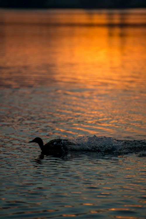 Silhouette Of A Duck