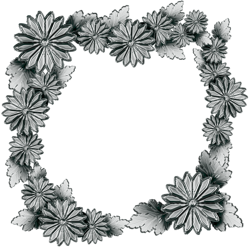 silver the frame chrysanthemum flowers