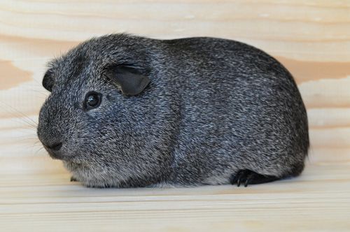 silver guinea pig smooth hair