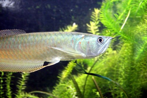 silver arovana osteoglossum bicirrhosum fish