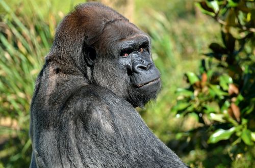 silver back gorilla animal