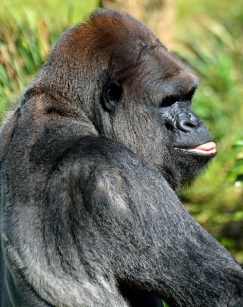 silver back gorilla ape