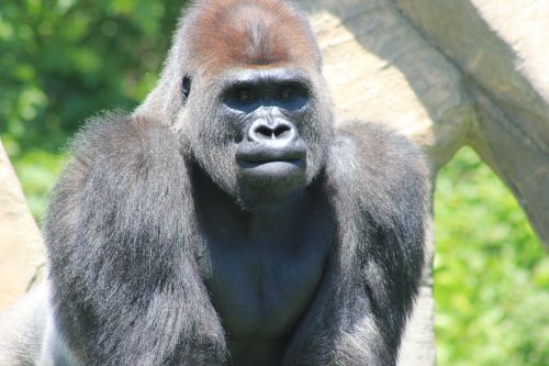 silver back gorilla primate