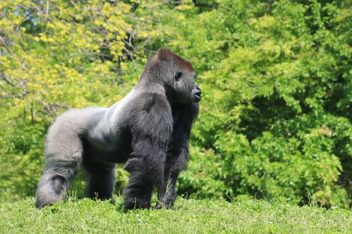 silver back gorilla male