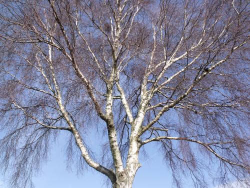 Silver Birch