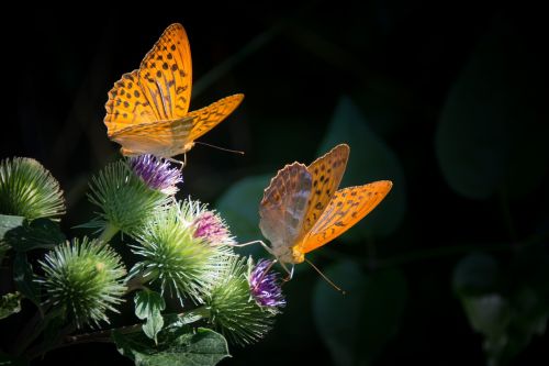 silver-bordered fritillary butterfly nature