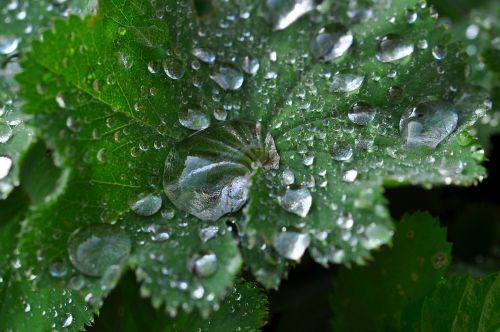 silver coat leaf raindrop