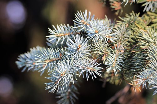 silver fir tree  abies alba  needles