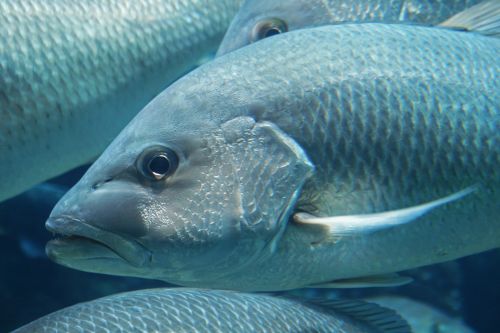 Silver Fish In A School